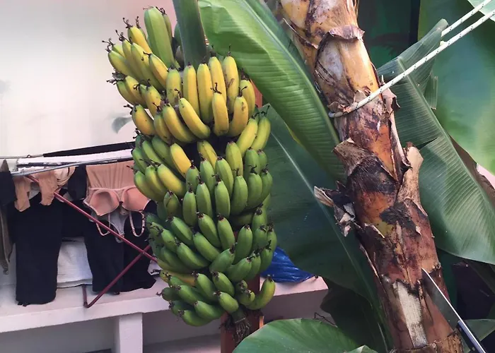 Fabulous Anjos شقة