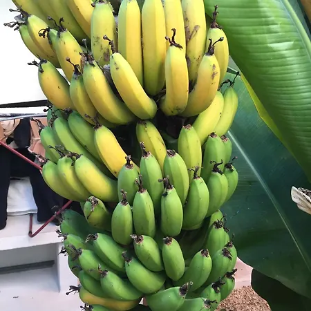 Fabulous Anjos