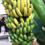 Fabulous Anjos